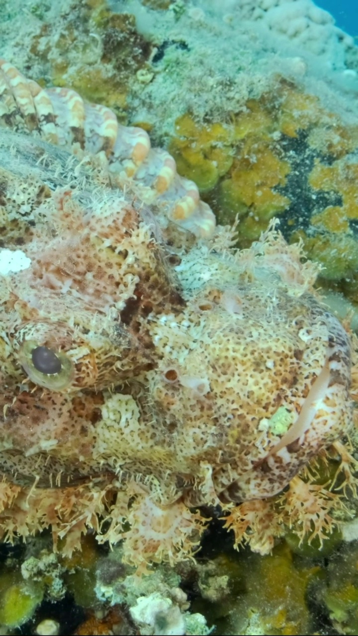 垂直视频:地中海铬丝鱼(chromis chromis)游泳在岩石海底覆盖着棕色海藻(Cystoseira)。摄像机向左移动到海底附近视频素材