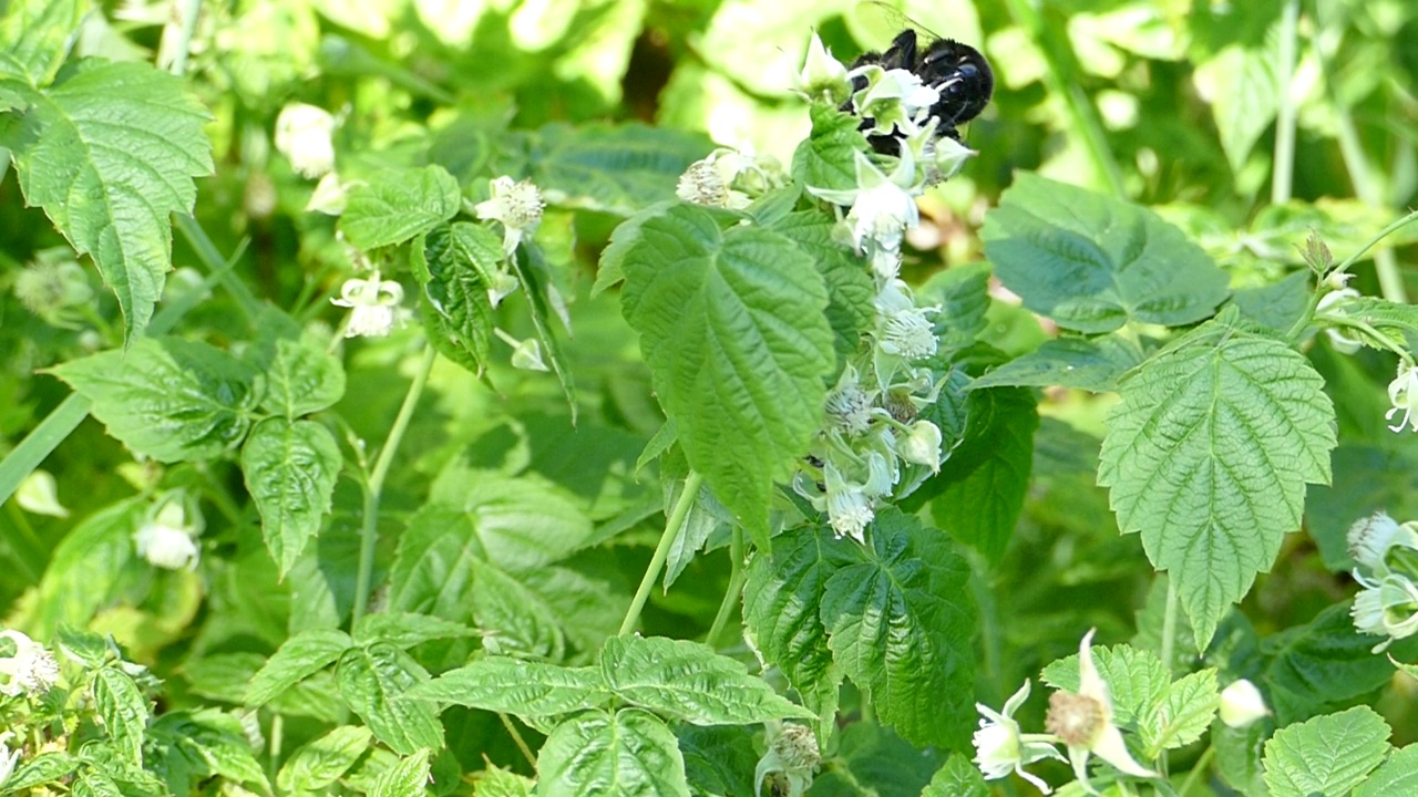 大黄蜂在花园里收集花蜜并为黑莓植物开花授粉视频下载