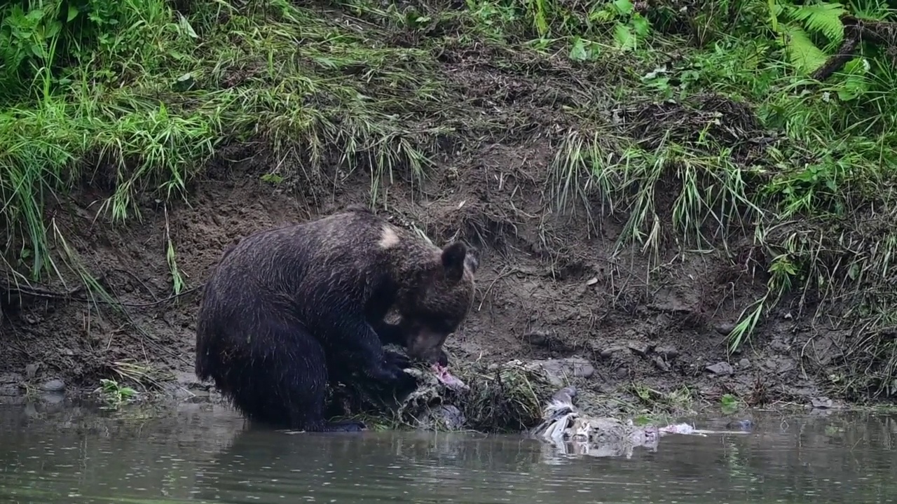 一只棕熊(Ursus arctos)正在吃一只被猎杀的马鹿(Cervus elaphus)。Bieszczady喀尔巴阡山,波兰。视频下载