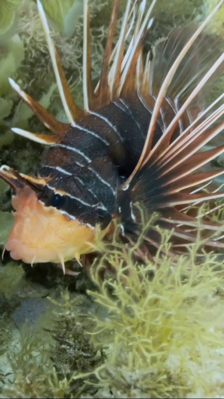 垂直视频:放射状萤火虫或红海狮鱼(Pterois radiata, Pterois cincta)在布满藻类的海床上游泳。慢镜头特写,视频素材