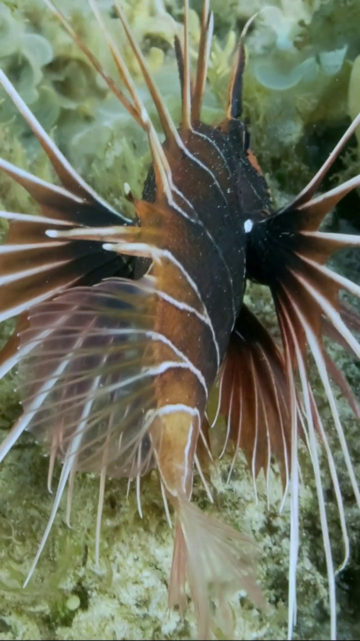 垂直视频:放射状萤火虫或红海狮鱼(Pterois radiata, Pterois cincta)在布满藻类的海床上游泳。慢镜头特写,视频素材