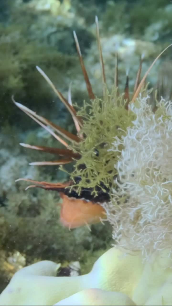 垂直视频:放射状萤火虫或红海狮鱼(Pterois radiata, Pterois cincta)在布满藻类的海床上游泳。慢镜头特写,视频素材