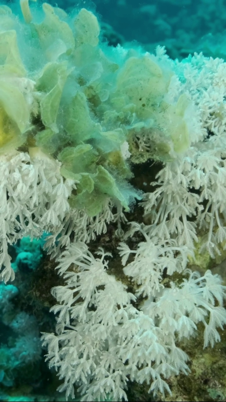 褐藻孔雀尾(Padina pavonica)入侵领地白色脉冲软珊瑚(Heteroxenia fuscesens)。这是富营养化(海水中有机物增加)的结果。视频素材