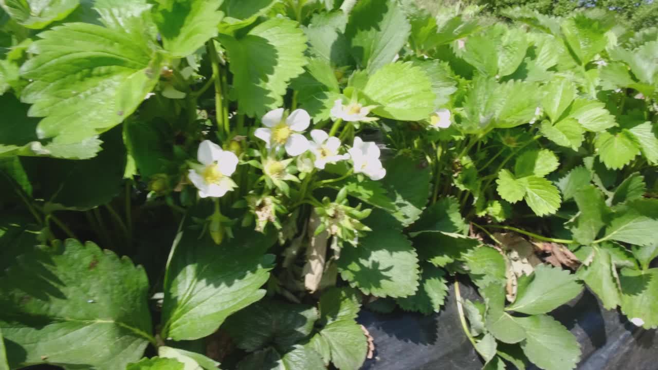 一株白色草莓的花朵在风中摇曳。草莓。视频素材