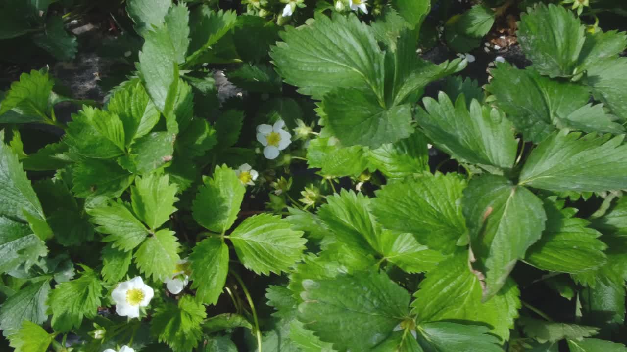 一株白色草莓的花朵在风中摇曳。草莓。视频素材