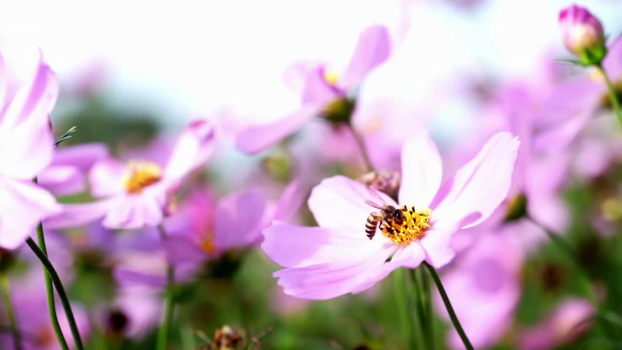 粉红色的大波斯菊和蜜蜂的特写。在字段。绿色叶子上的粉红色大波斯菊在大自然的田野里随风摇曳。视频素材