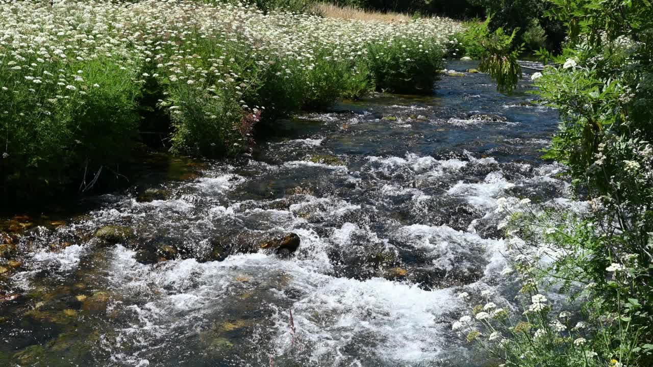 夏天，在西班牙帕伦蒂纳山的自然公园里，清澈的河水被白色的花包围着视频素材