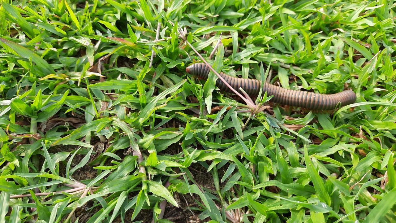 雨季，千足虫在田野上行走。视频素材