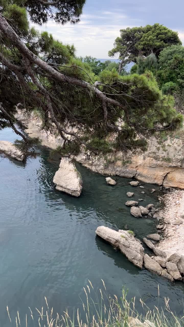 松树在平静的海水上。视频素材