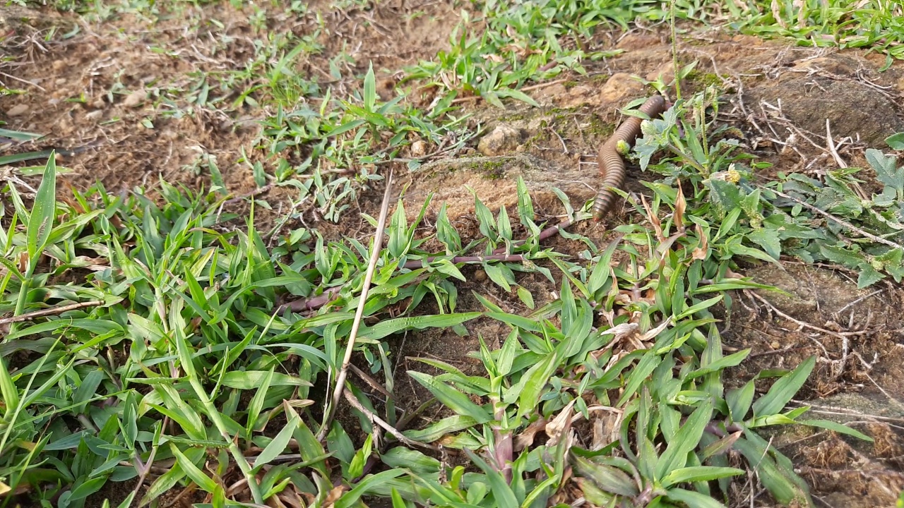 雨季，千足虫在田野上行走。视频素材