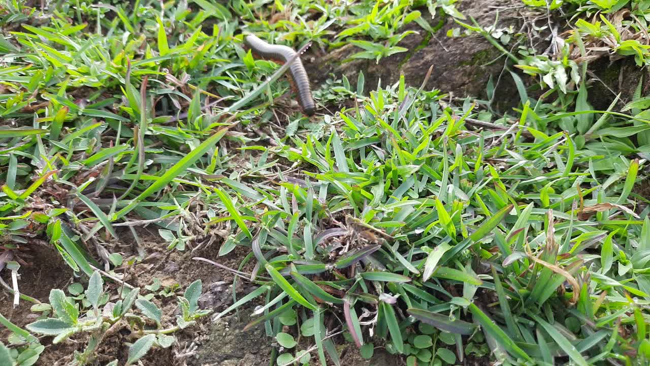 雨季，千足虫在田野上行走。视频素材