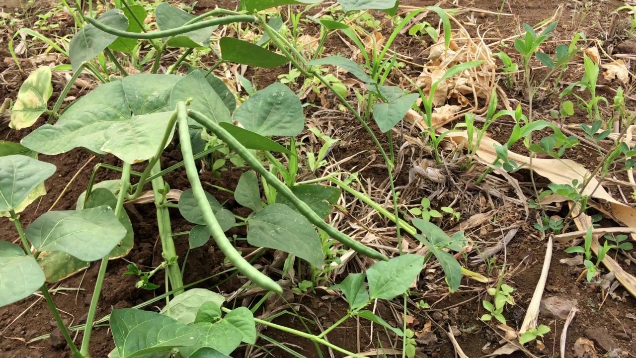 豇豆植物或黑眼豆植物视频素材