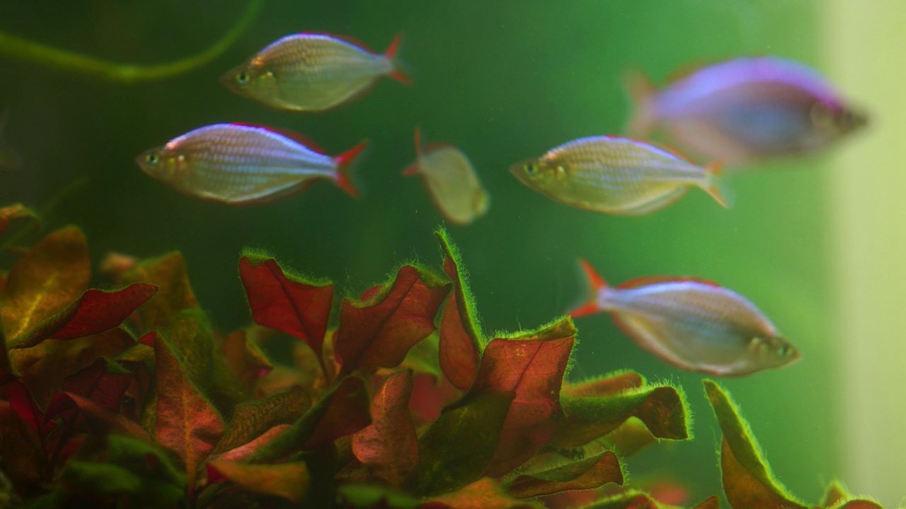 海洋透明的水族馆。珊瑚礁视频下载