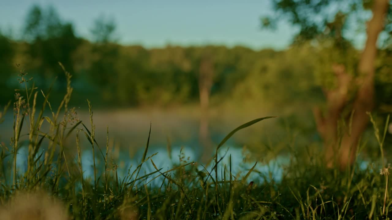 迷人的美丽景观与池塘在初夏的早晨，草和水，4K, Prores视频素材