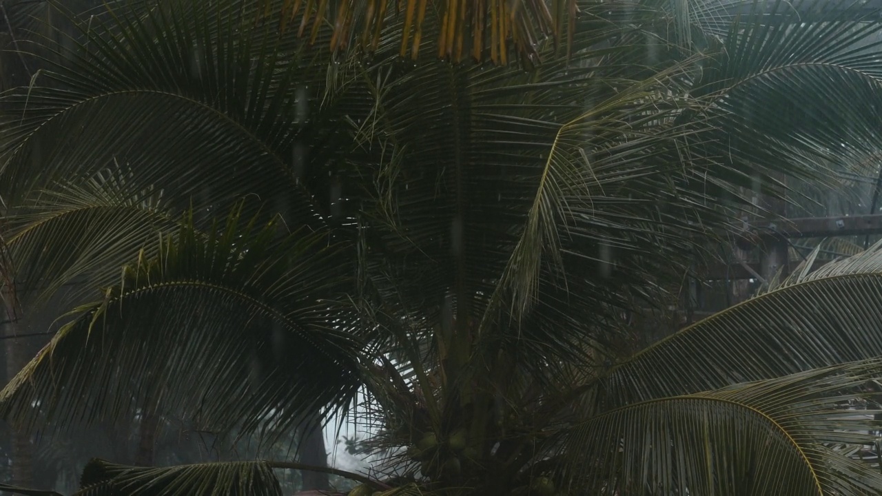 泰国热带地区淡季或季风季节的雨。雨滴落在棕榈树的叶子上。大雨期间的热带雨林景观视频素材