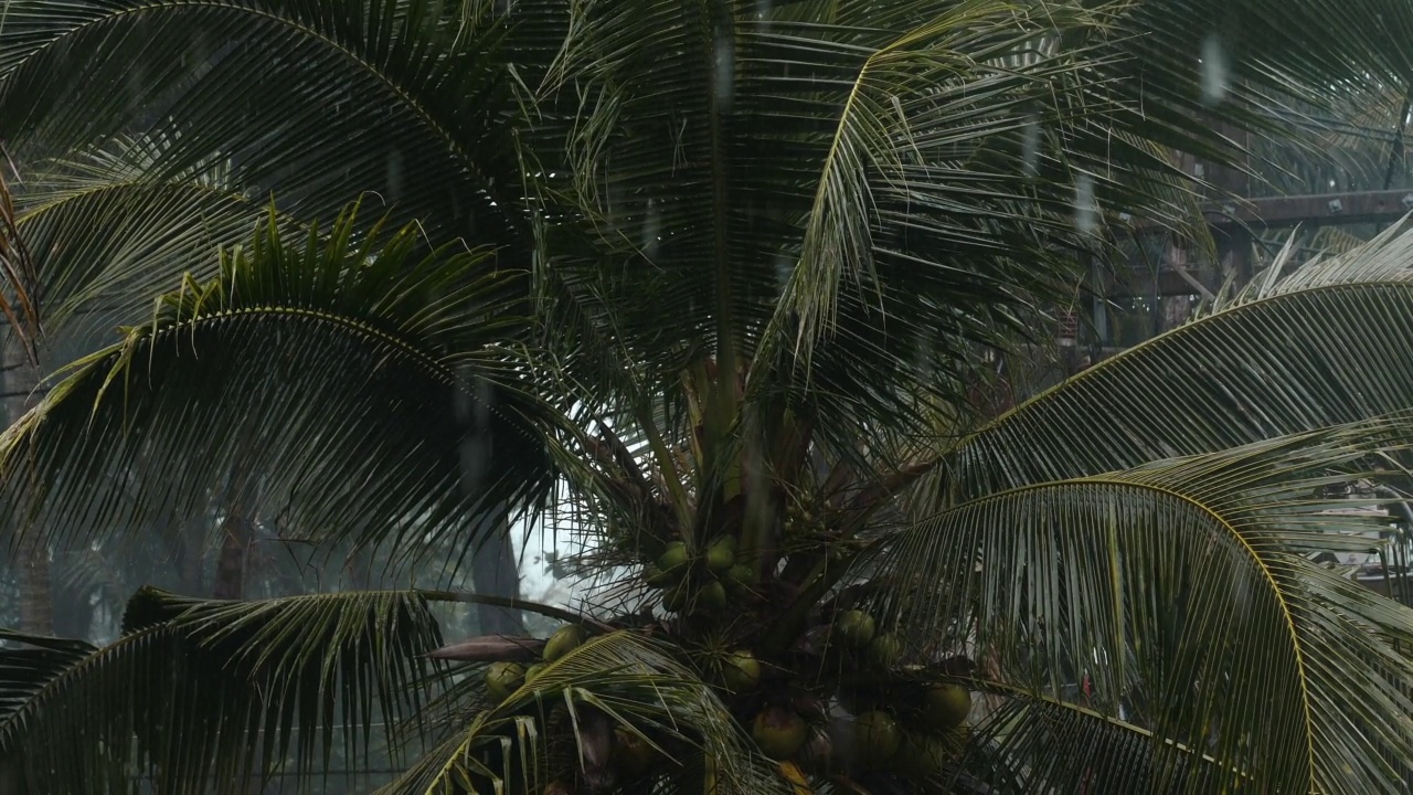 热带雨林中热带大雨下的棕榈树。在椰子树的背景下雨滴落下的特写。泰国是季风性降雨的雨季视频素材