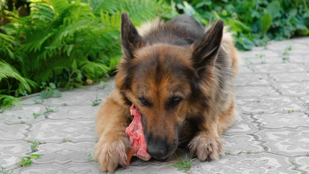 德国牧羊犬躺在人行道上啃着生的牛骨头。视频素材