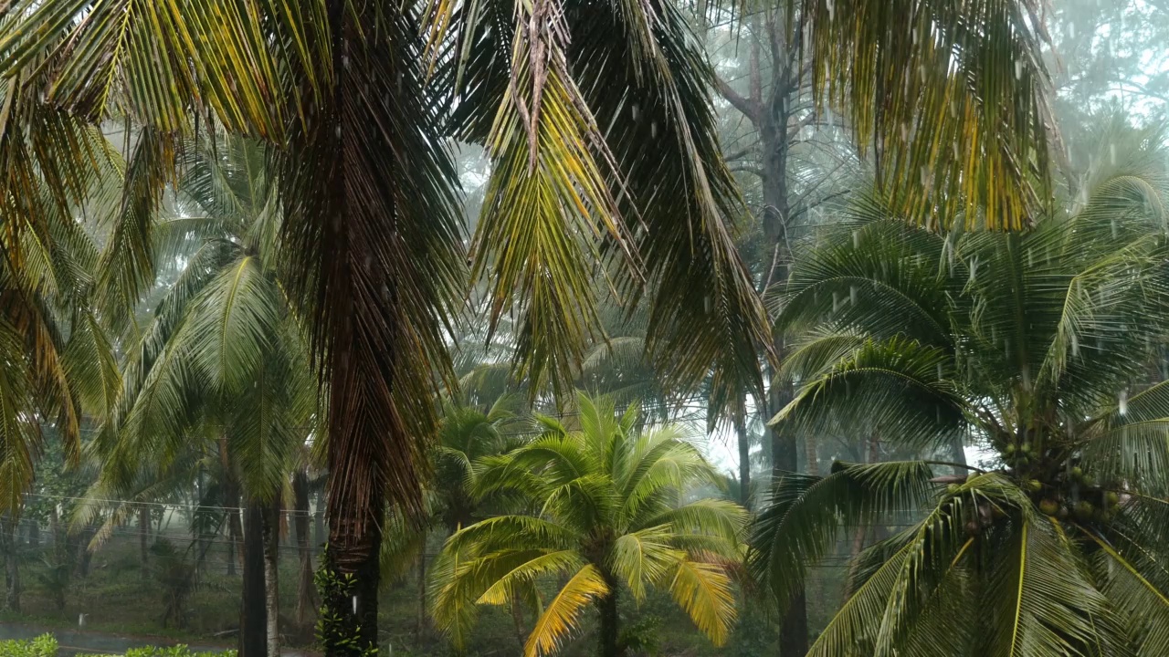 亚洲热带国家的雨季。丛林中狂风暴雨。自然背景与绿色的棕榈树和落下的雨滴。清新的天气，户外的热带景观。和尚腊克语,泰国。视频素材