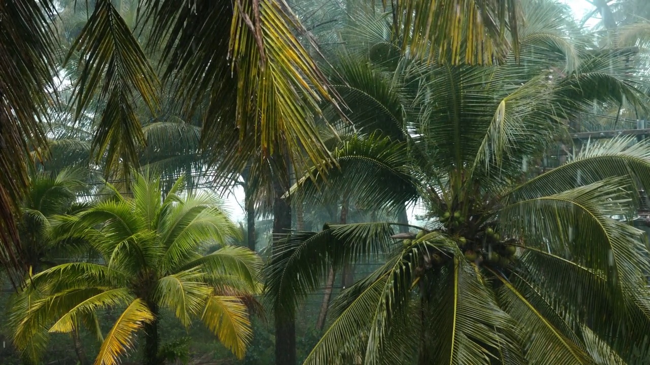 亚洲热带国家的雨季。丛林中狂风暴雨。自然背景与绿色的棕榈树和落下的雨滴。清新的天气，户外的热带景观。和尚腊克语,泰国。视频素材