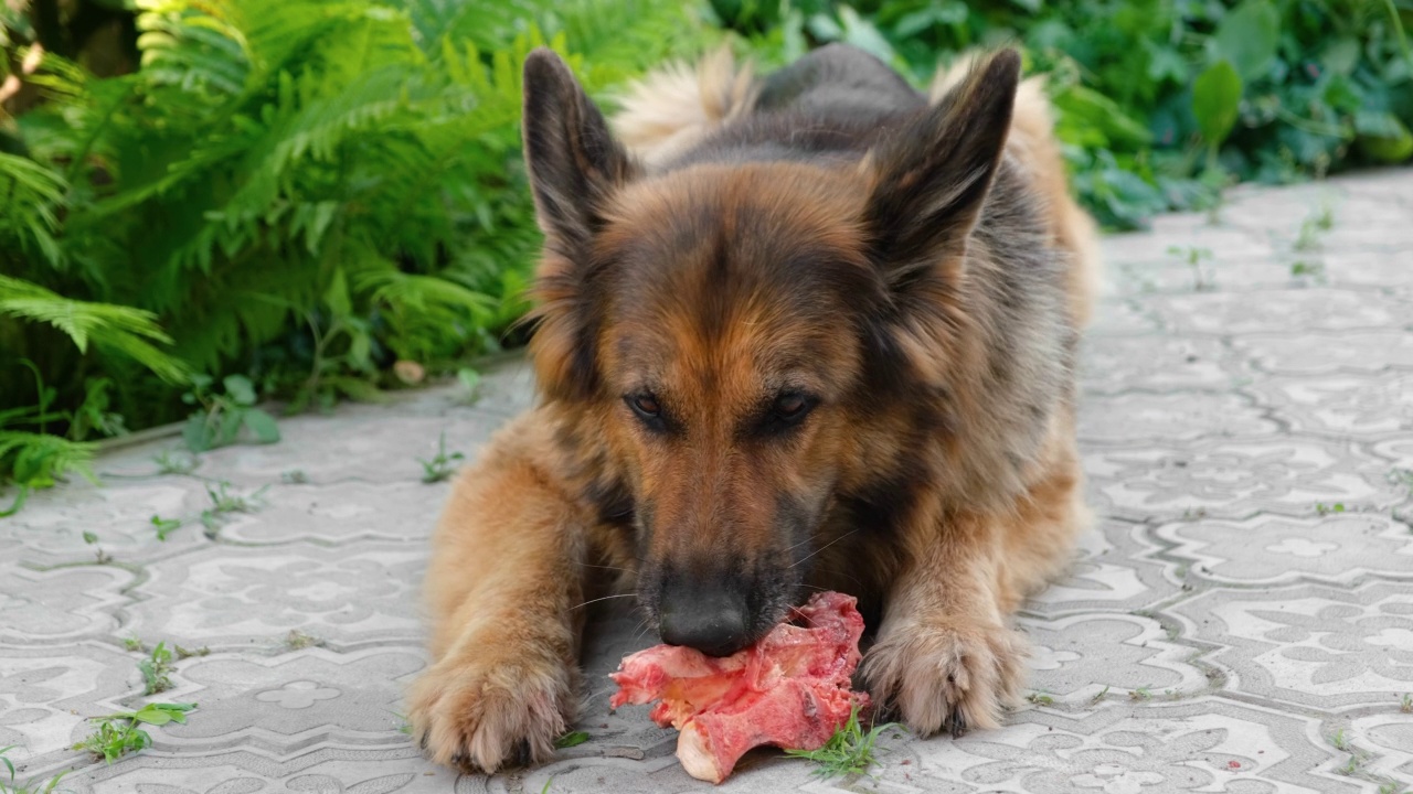 德国牧羊犬躺在人行道上啃牛肉骨头。视频素材