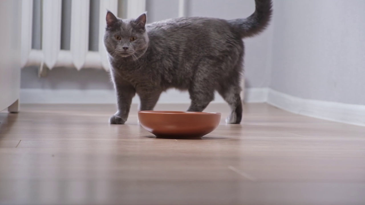 一只饥饿的灰猫围着碗走，等待食物。视频素材