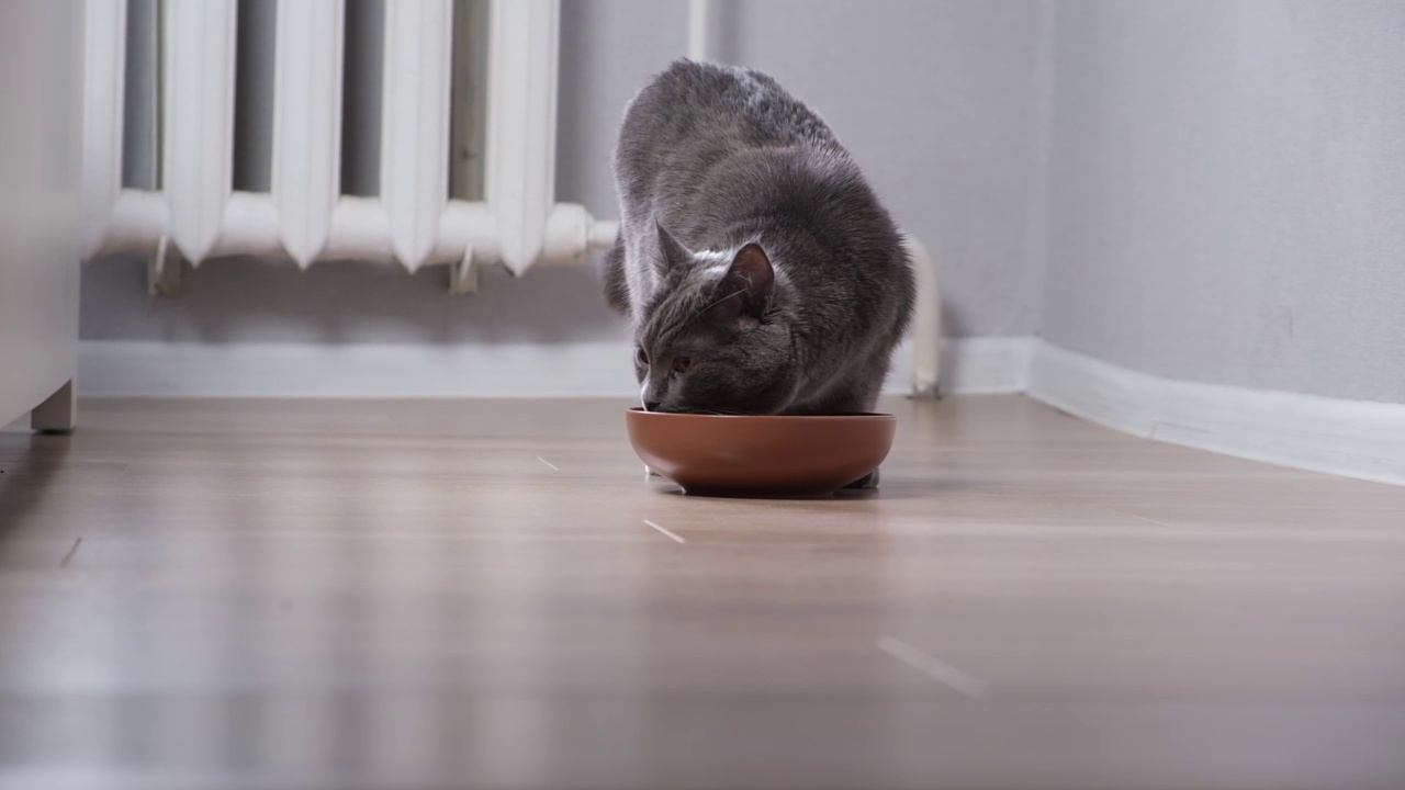 一只饥饿的灰猫围着碗走，等待食物。视频素材