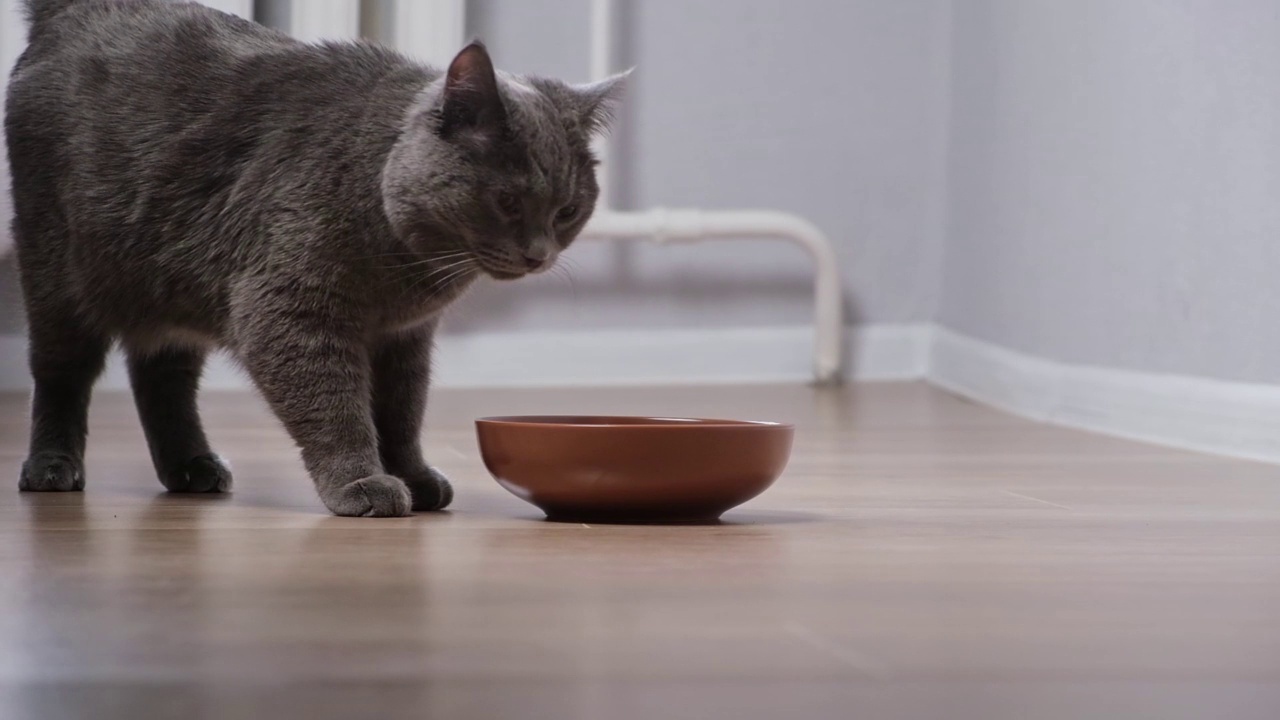 一只饥饿的灰猫围着碗走，等待食物。视频素材