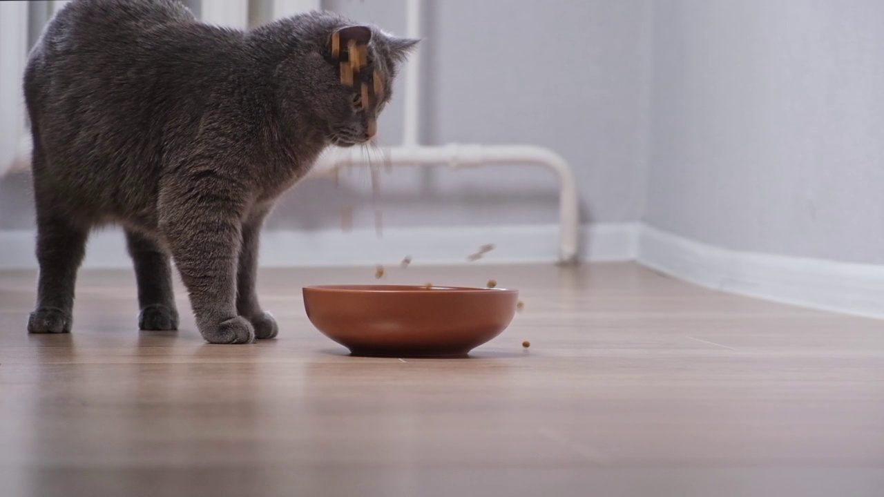 一只饥饿的灰猫围着碗走，等待食物。视频素材