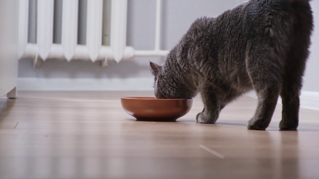 一只饥饿的灰猫围着碗走，等待食物。视频素材