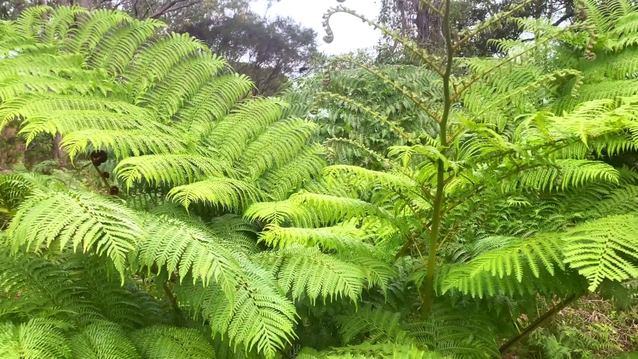 大雨林蕨类植物视频素材