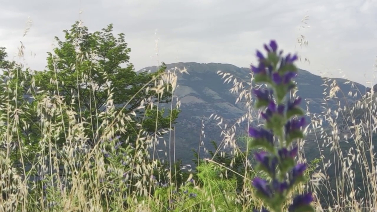 草和山背景中美丽的风景。史诗般的自然背景与花在他们的自然环境与潘帕斯草对天空和云在山上。视频素材