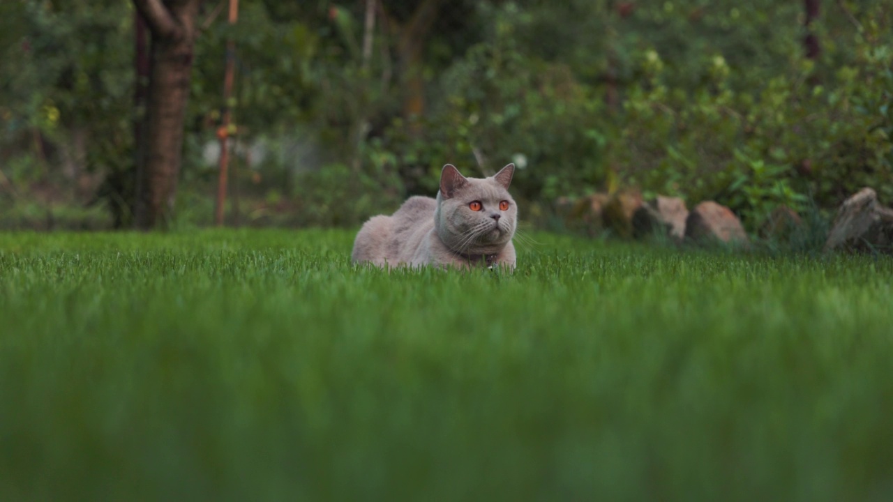 苏格兰猫在后院花园的草坪上看着镜头。美丽的苏格兰猫在户外，慢镜头视频素材