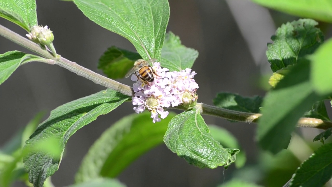 雨后，巴西里约热内卢，假柠檬草(Lippia alba)的花正在被非洲化蜜蜂(Apis mellifera scutellata)授粉。视频素材