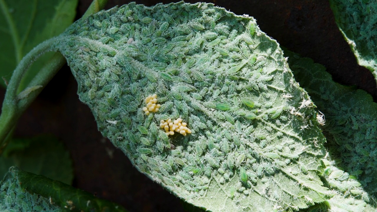 绿蝇坐在李叶上。蚜虫:吸食植物汁液的昆虫。害虫的殖民地视频素材