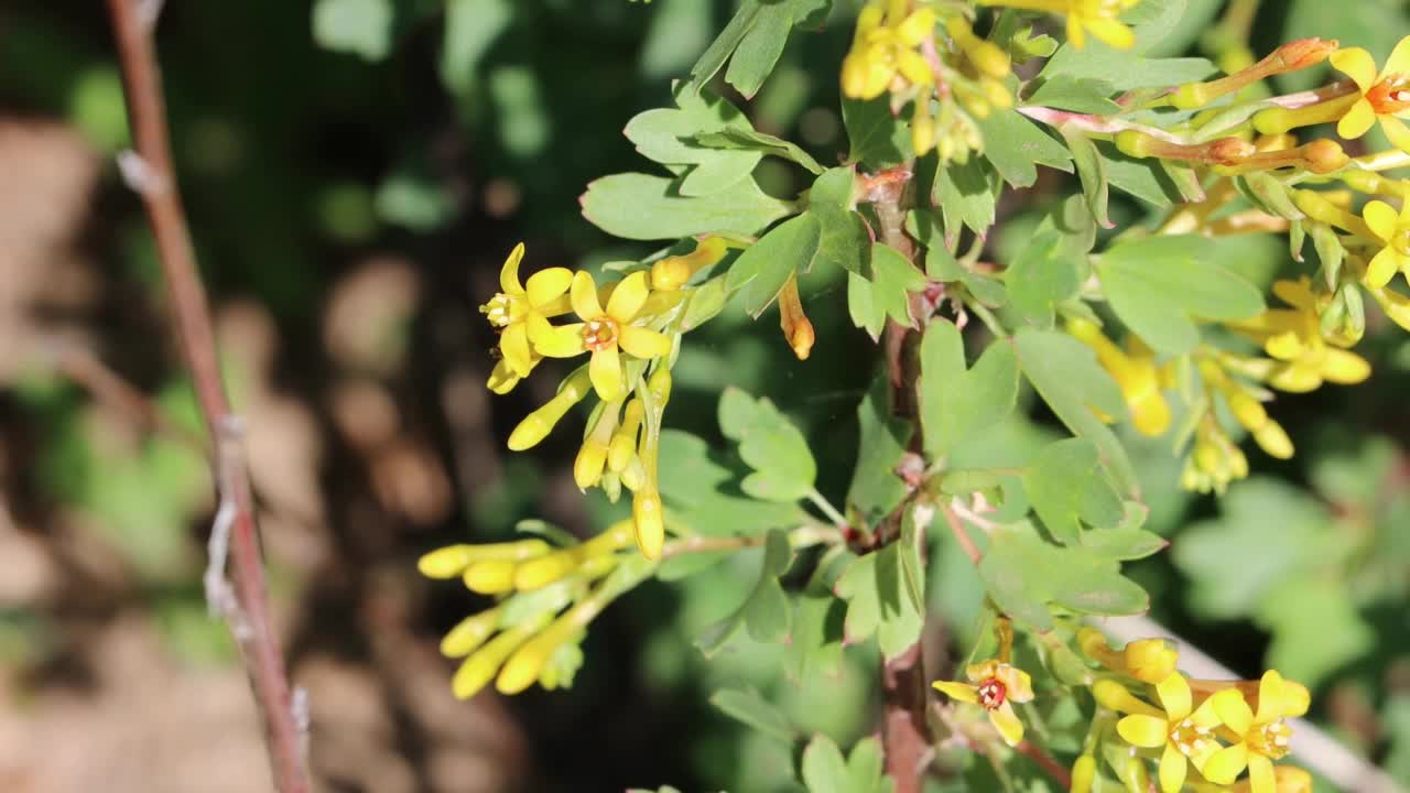 Ribes Aureum Bloom -圣莫尼卡山脉- 021622视频素材