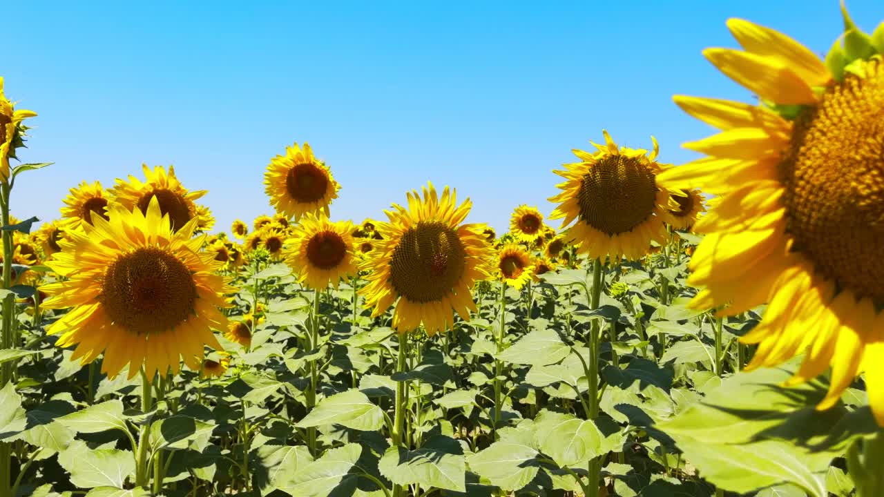 美丽的自然植物向日葵向日葵田在晴天视频素材