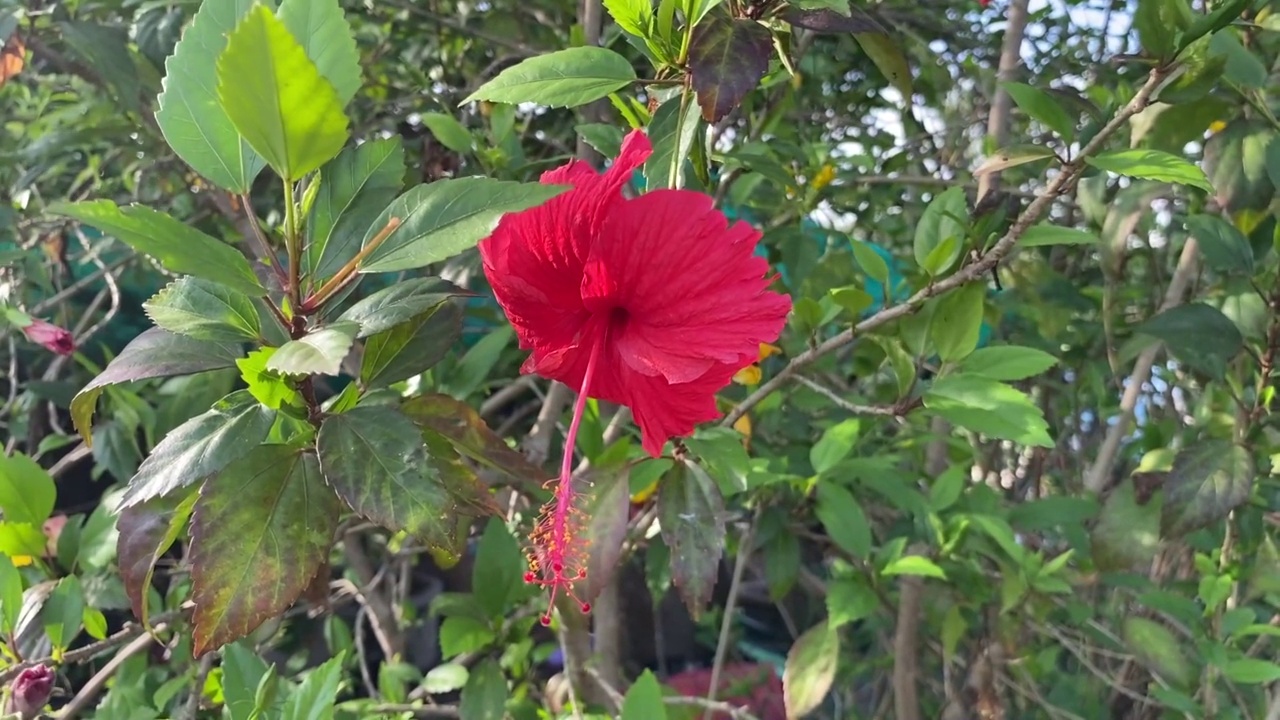 红色的芙蓉花在自然花园视频素材