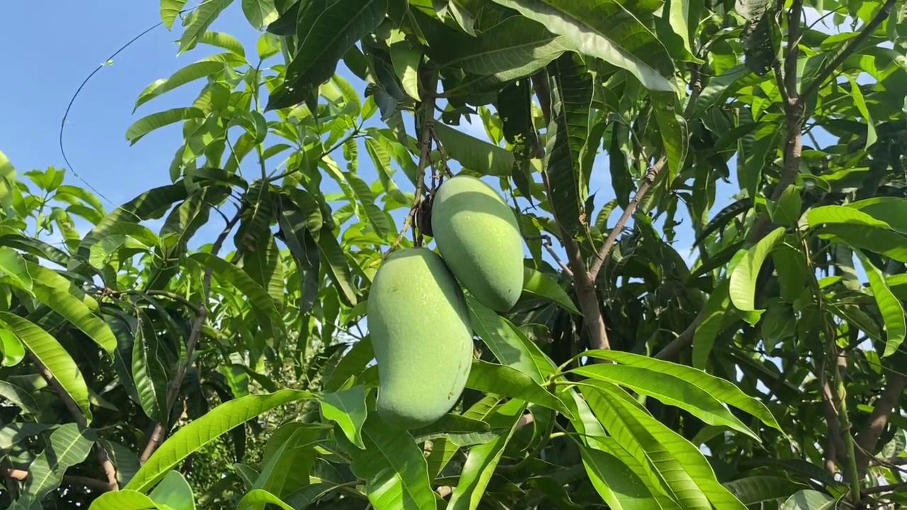 大自然花园里的芒果树视频素材