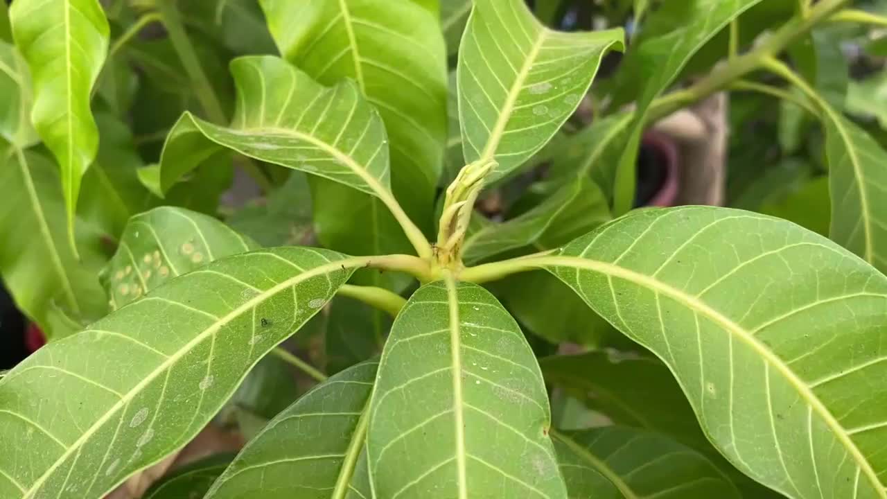 大自然花园里的芒果叶视频素材