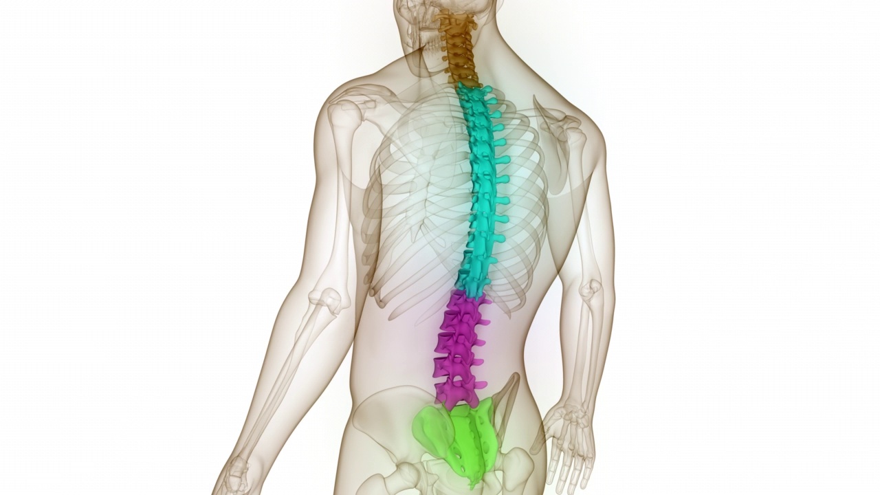 脊髓脊柱人体骨骼系统解剖动画概念视频素材