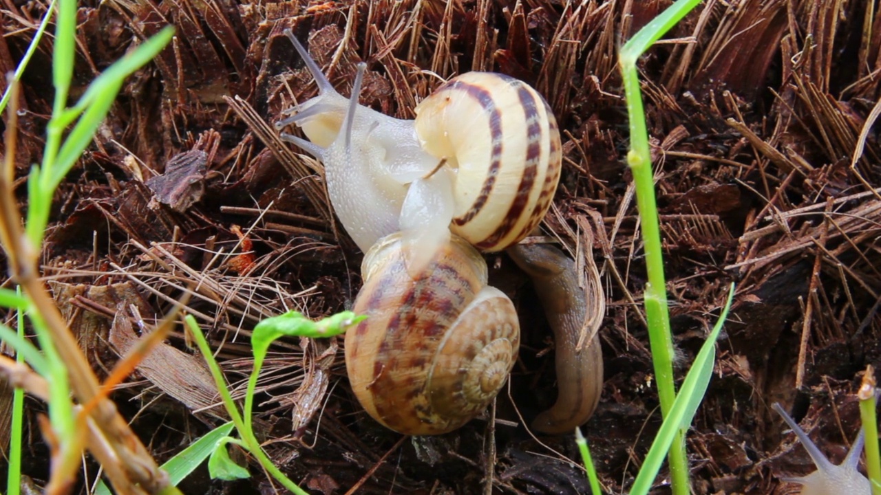 蜗牛特写视频素材