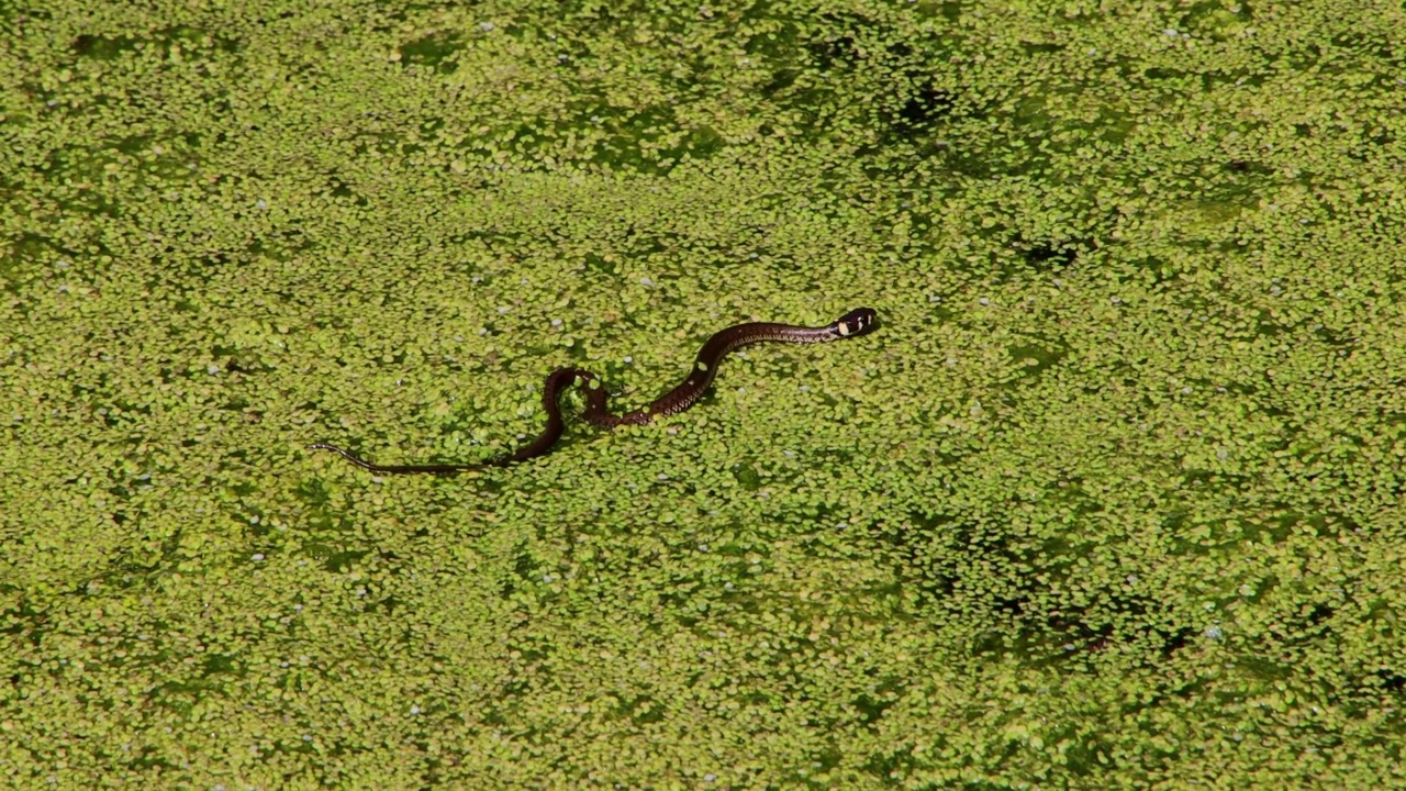 幼草蛇在池塘游泳覆盖浮萍，natrix natrix或Ringelnatter视频素材