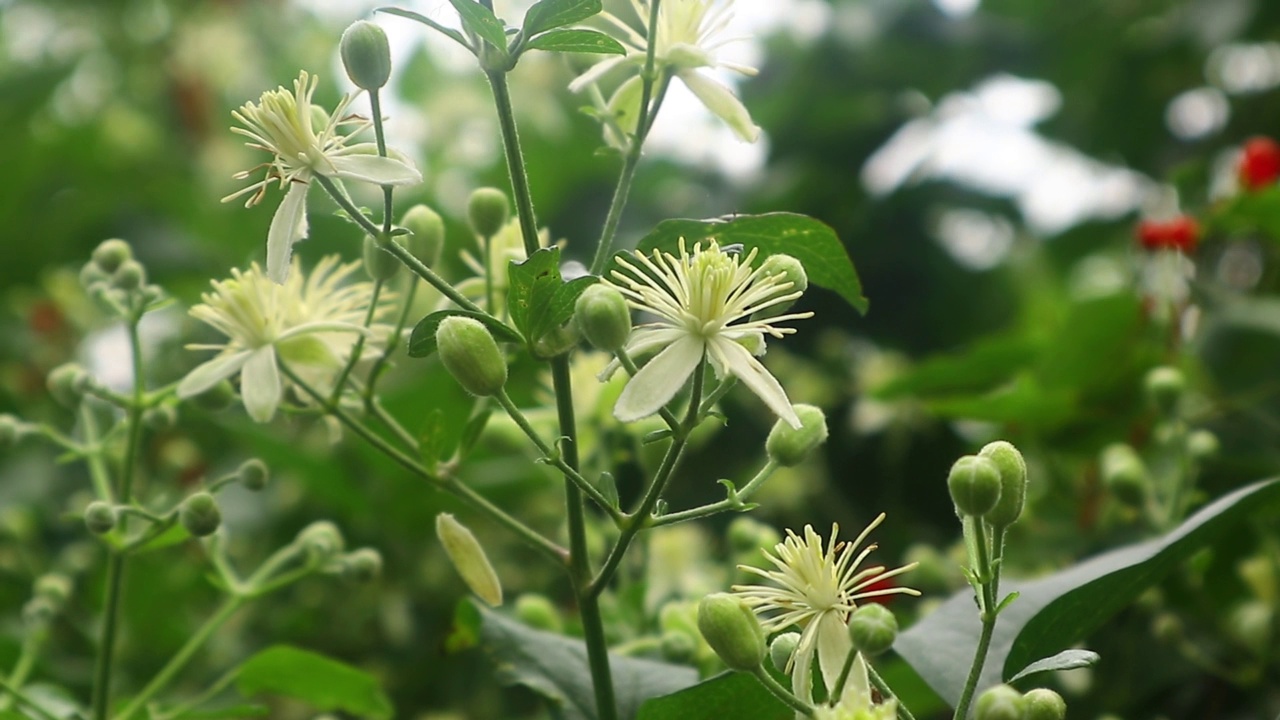 攀援植物铁线莲的白色花视频素材