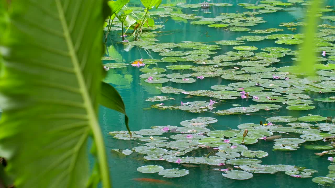 美丽的绿色池塘与盛开的睡莲nenuphar与紫色和粉红色的莲花和叶子。热带湖泊中的百合nuphar lutea。水生植物。自然栖息，放松氛围视频素材