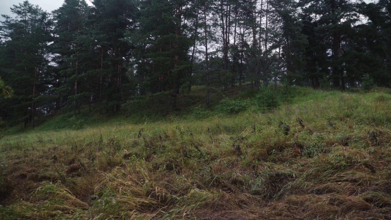 多云的夏天早晨在一片松林里，松林在山坡上视频素材