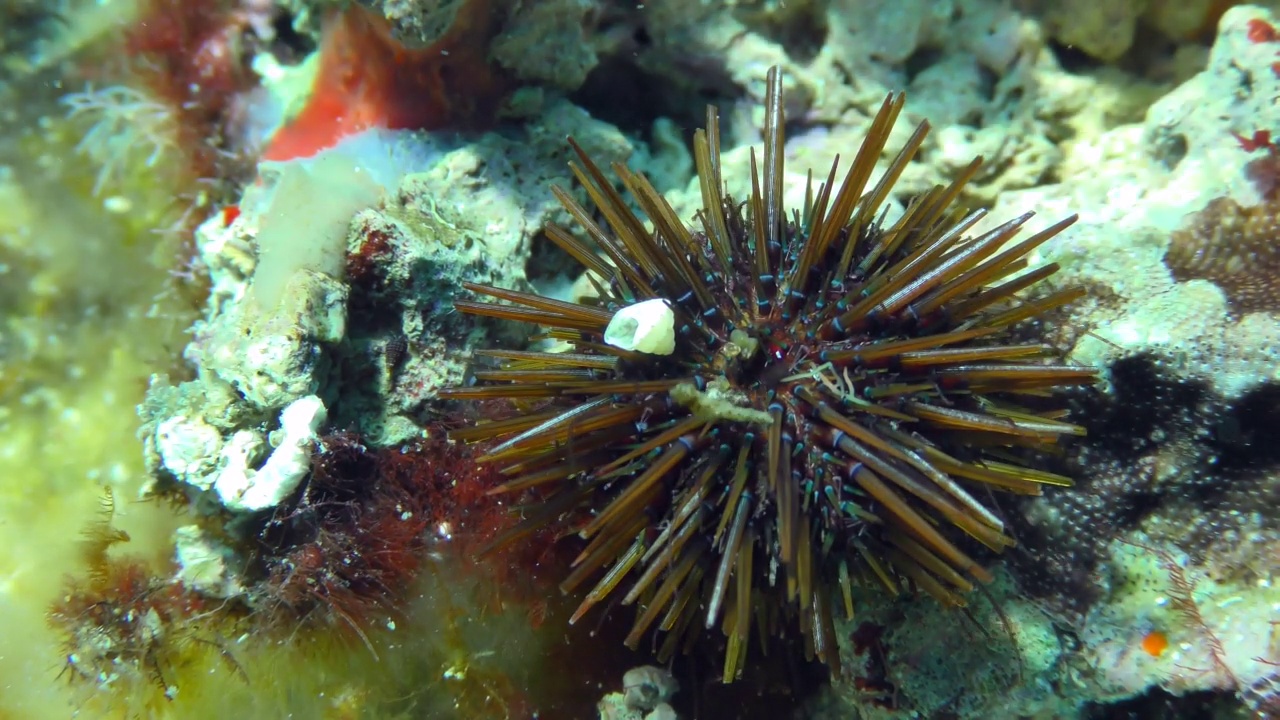 紫色海胆(Paracentrotus lividus)沿着布满彩色藻类的岩石底部爬行。视频素材