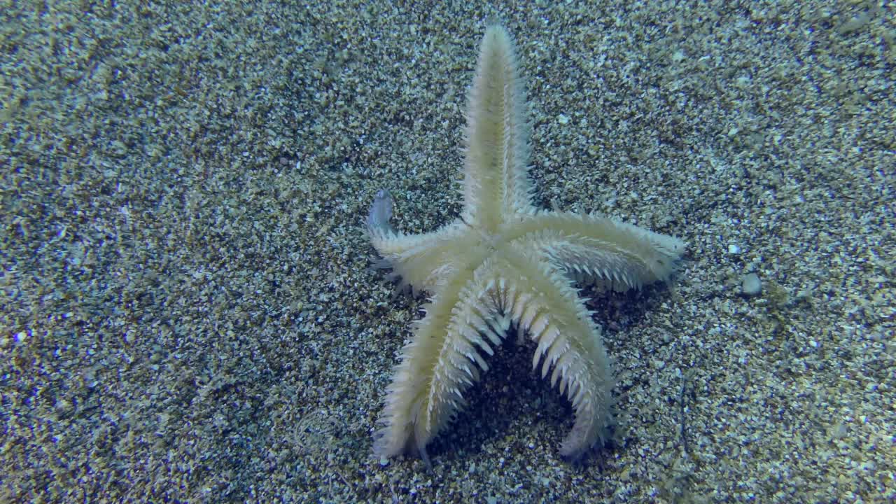 倒置的沙海星或细长海星(星形棘齿海星)返回水平位置，特写。视频素材