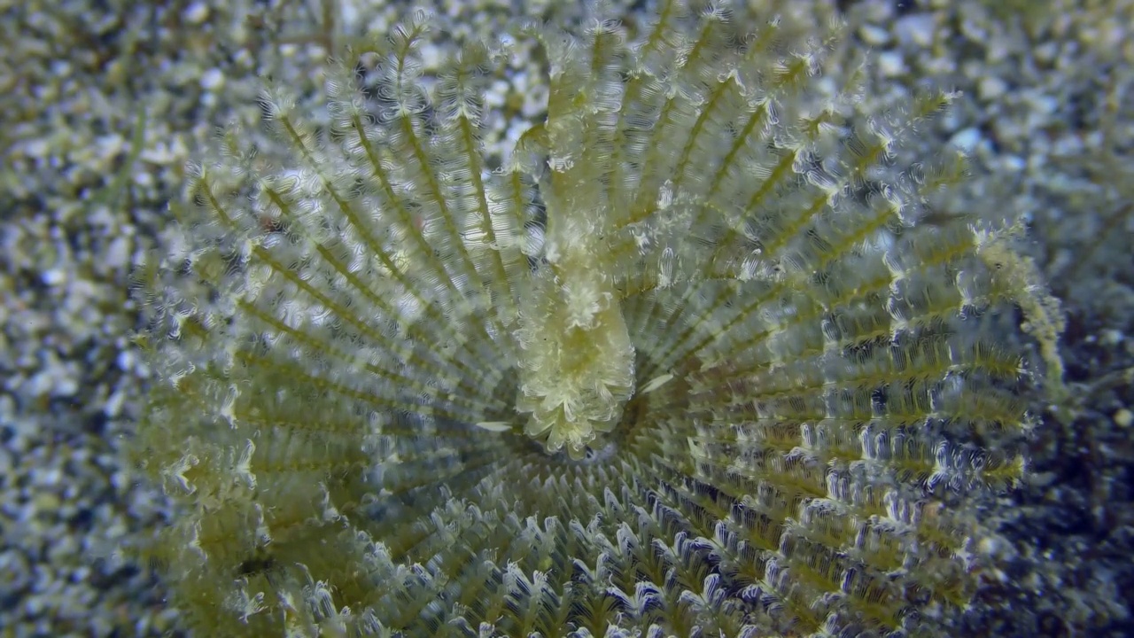 孔雀虫或孔雀羽毛喷粉虫(Sabella pavonina)用触手冠捕食小生物。地中海希腊。视频素材