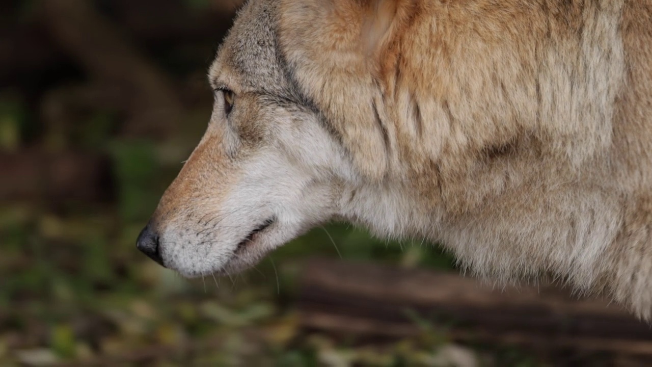 狼(Canis lupus)，又称灰狼，是现存最大的犬科成员。狼是犬类中最大的野生成员。视频素材