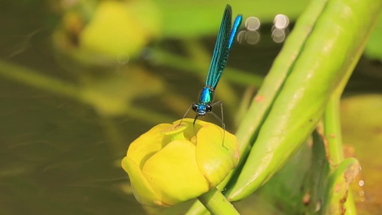 美丽的处女座凤仙鸟(Calopteryx virgo)是一种欧洲豆娘，属于凤仙鸟科。它经常在水流湍急的水域发现，那里是它最自在的地方。视频素材